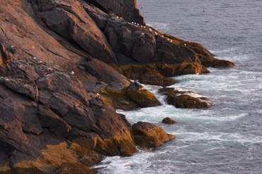 Gulls and Rocks Gulls and Rocks